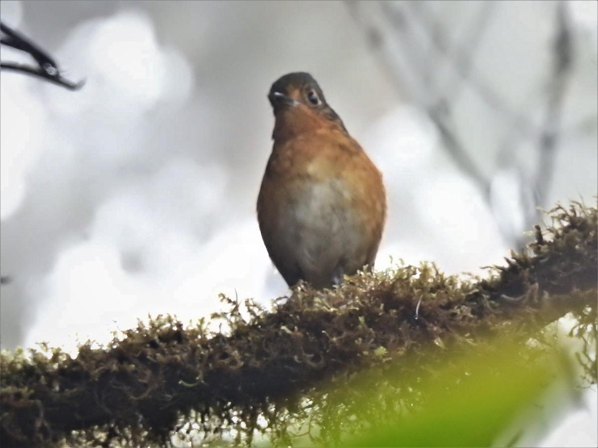 Gri Tepeli Yerçavuşu - ML643801921