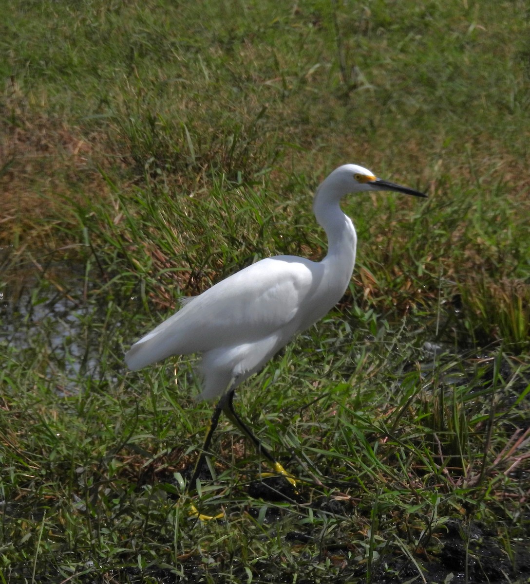 Snowy Egret - ML643801935