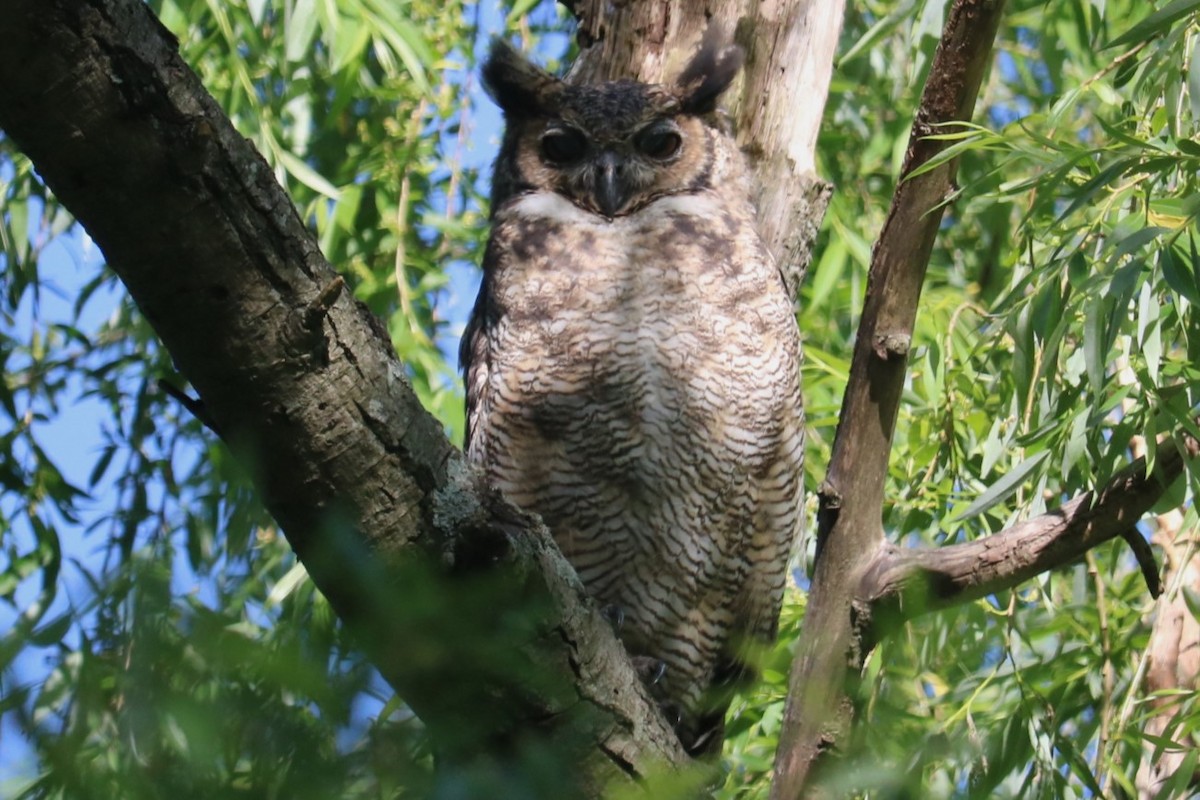 Great Horned Owl - ML643801947
