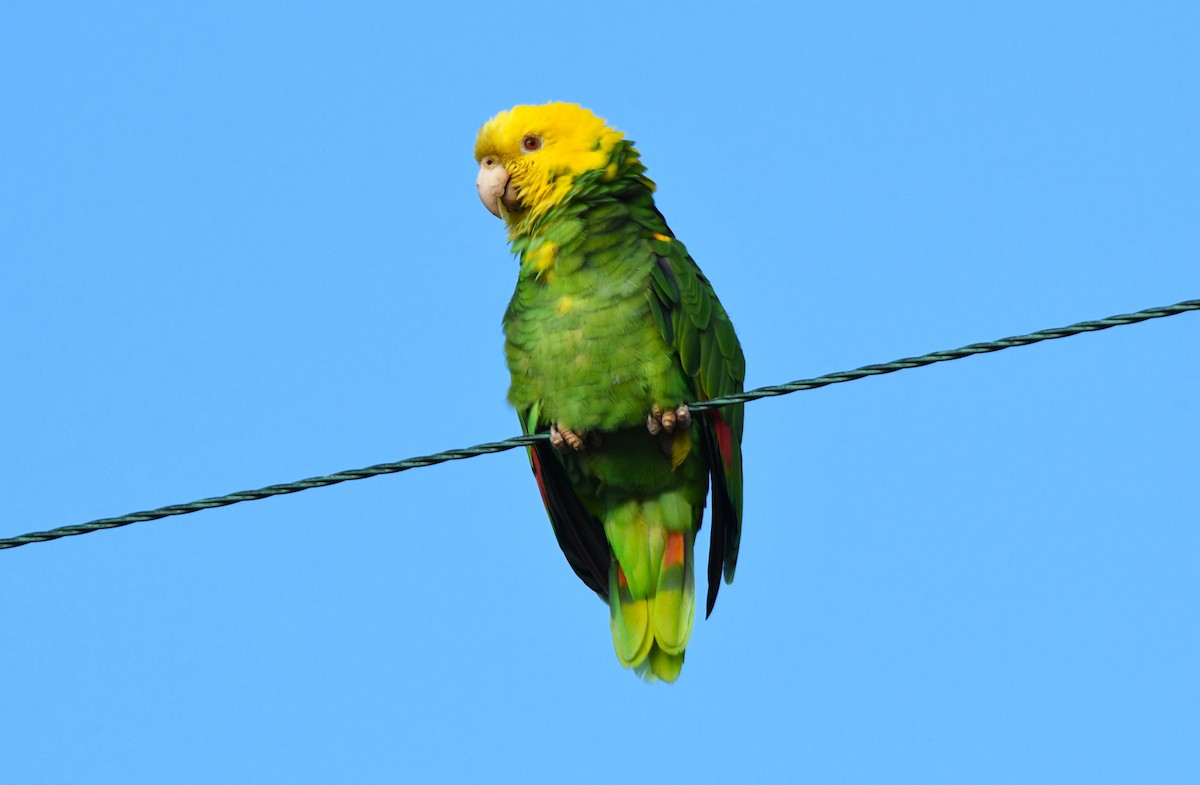 キガシラボウシインコ - ML643801954