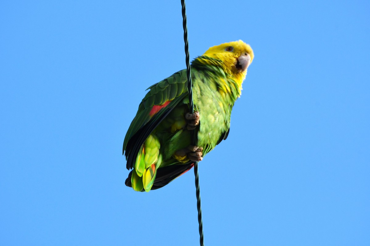 キガシラボウシインコ - ML643801965