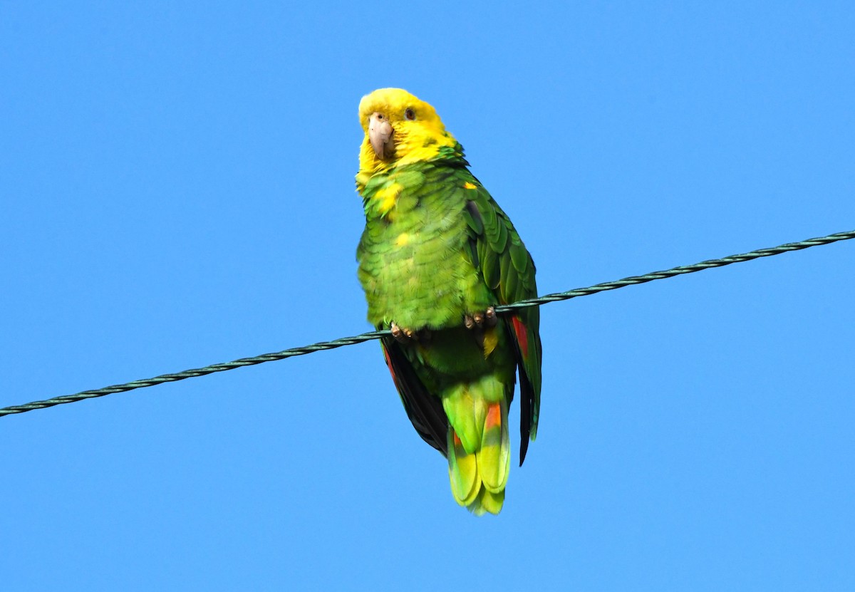 キガシラボウシインコ - ML643801986