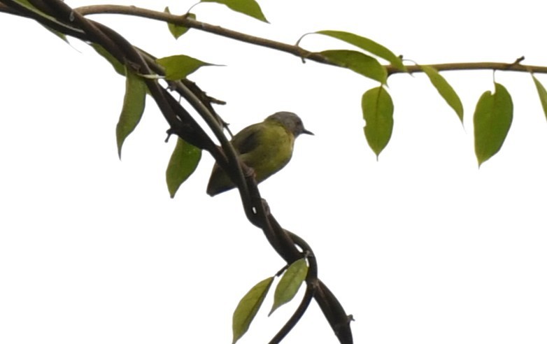 Lemon-bellied Crombec - ML643801992