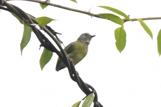 Lemon-bellied Crombec - ML643801994