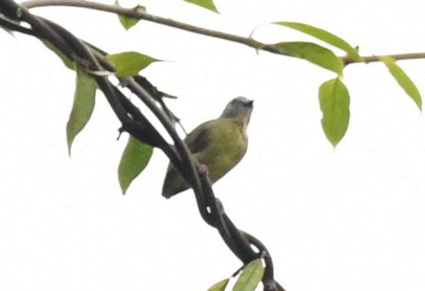 Lemon-bellied Crombec - ML643801996