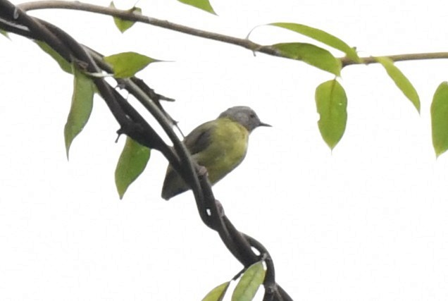 Lemon-bellied Crombec - ML643801997