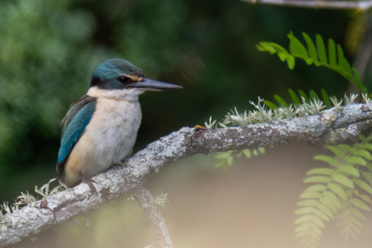 Sacred Kingfisher - ML643802003