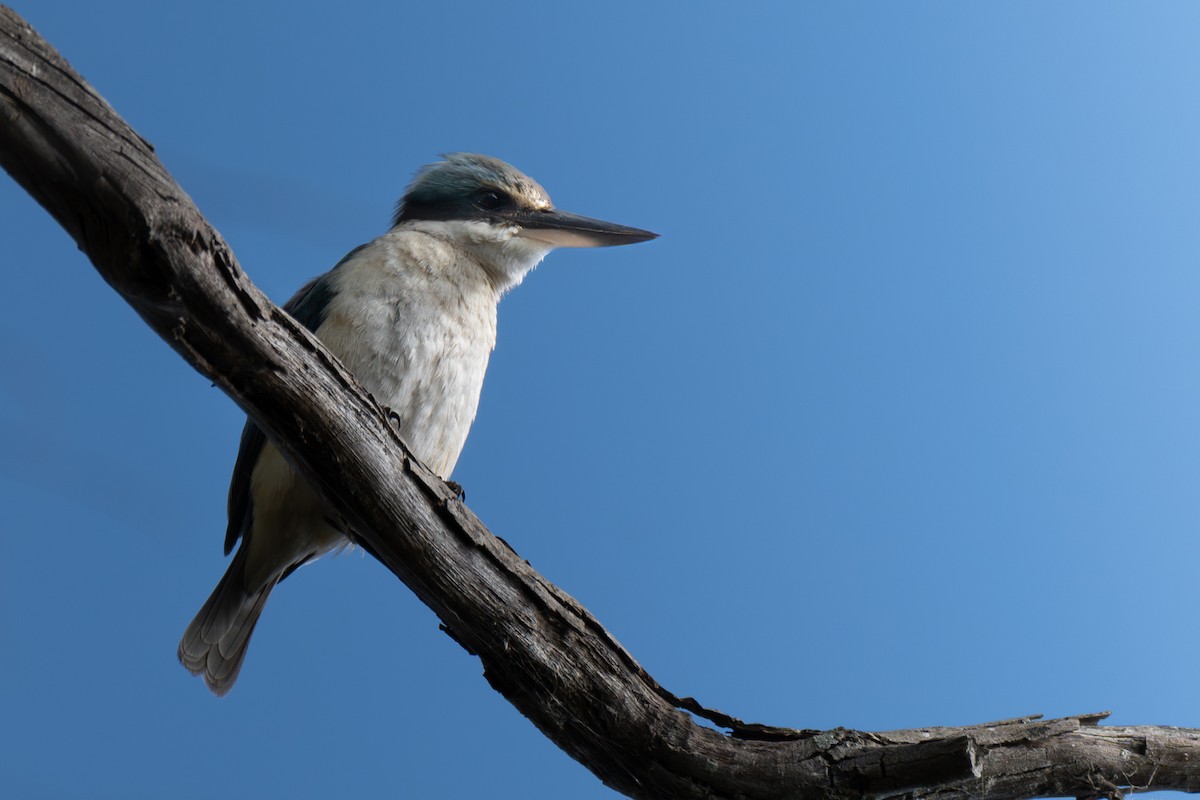 Sacred Kingfisher - ML643802004