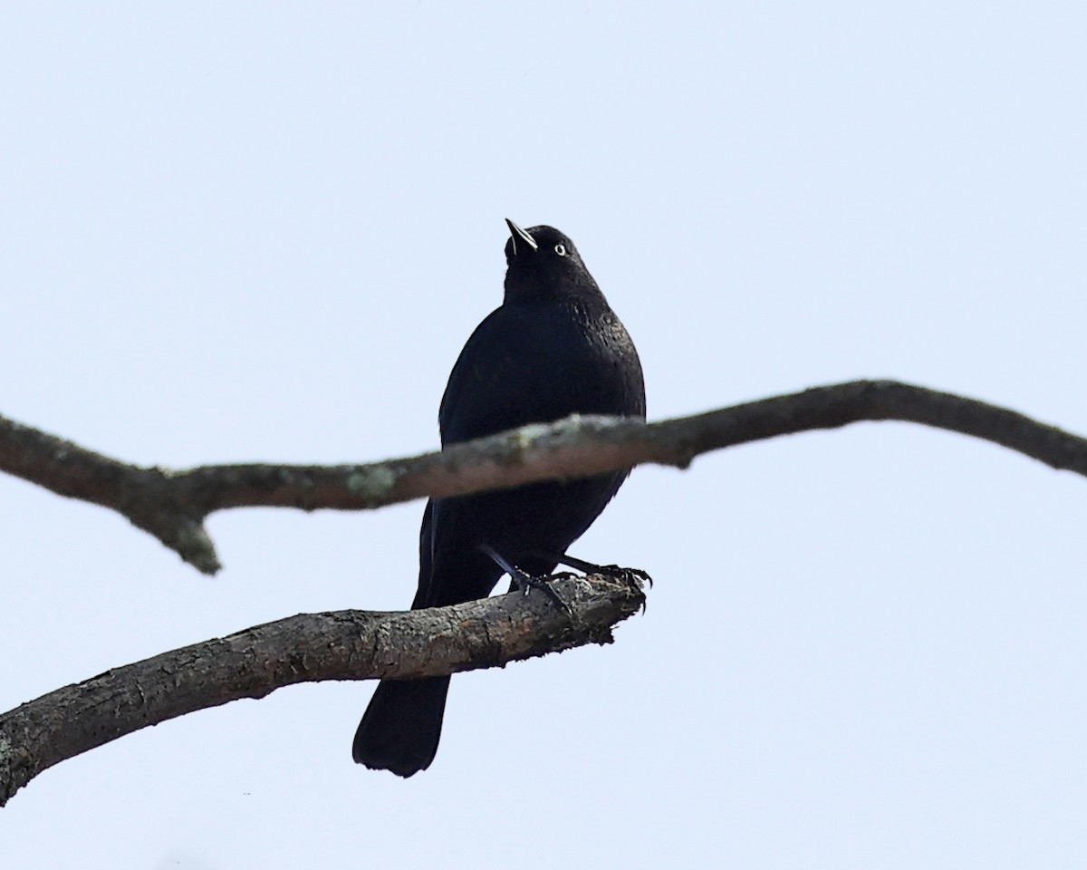 Rusty Blackbird - ML643802042
