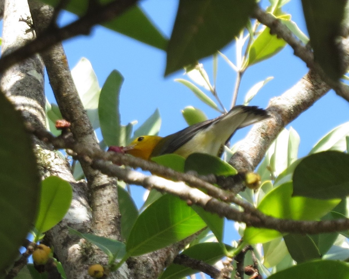 Prothonotary Warbler - ML643802046