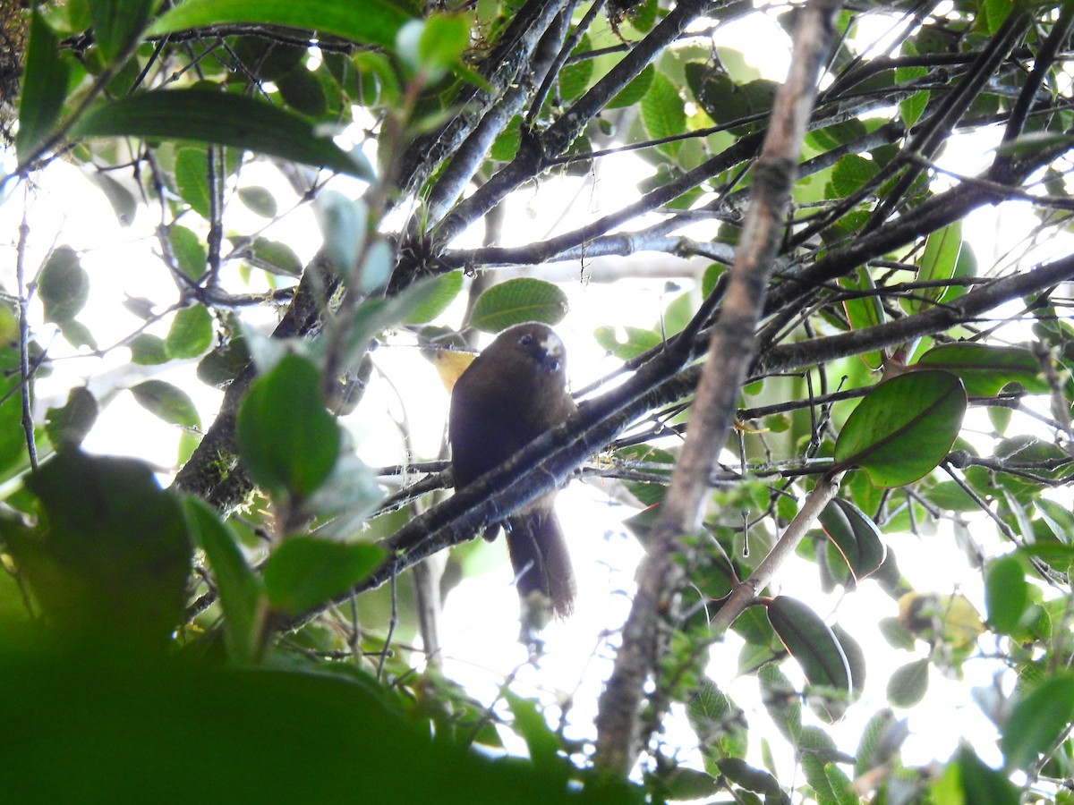 Sharpe Çıtkuşu - ML643802091