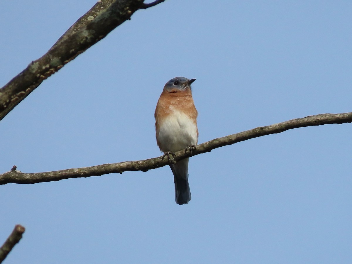 Eastern Bluebird - ML643802099