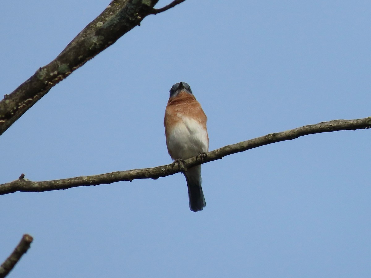 Eastern Bluebird - ML643802100