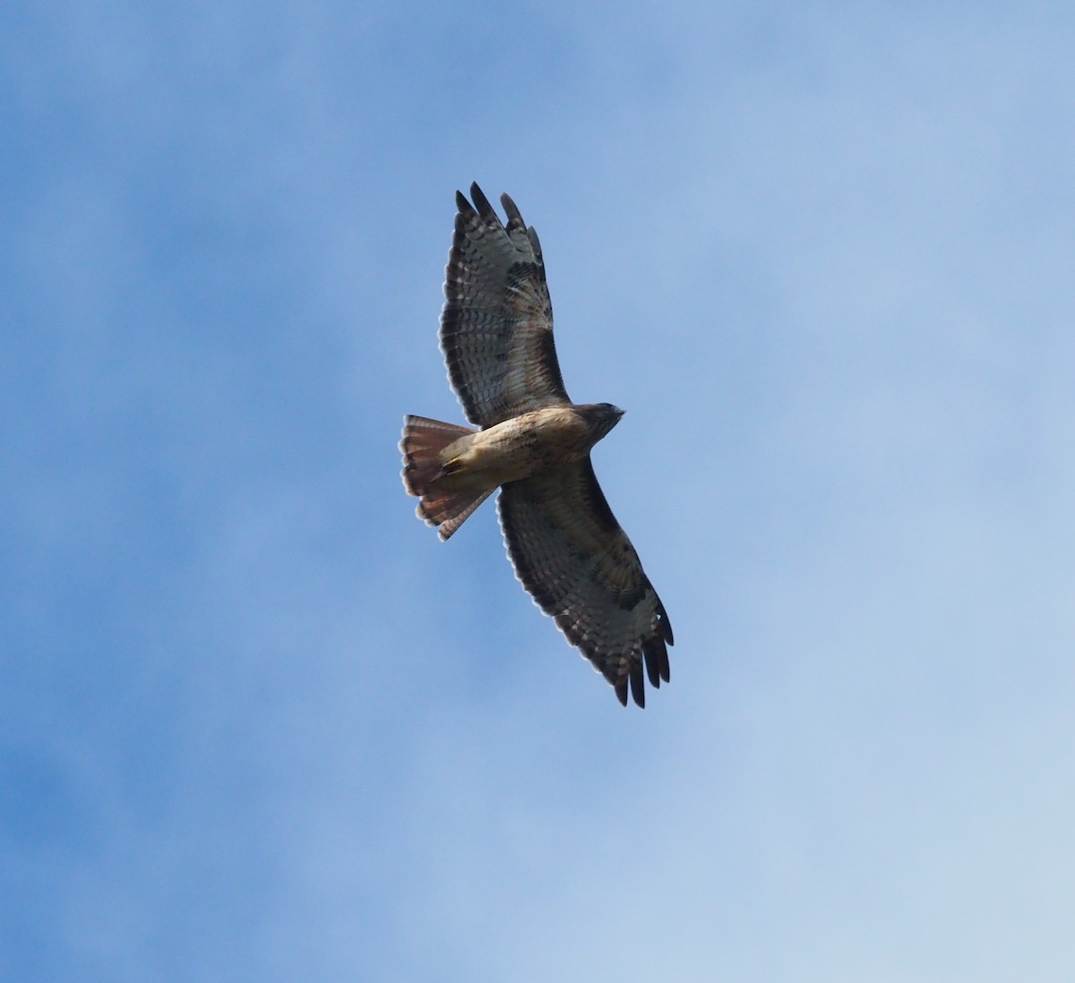 Red-tailed Hawk (calurus/alascensis) - ML643802103