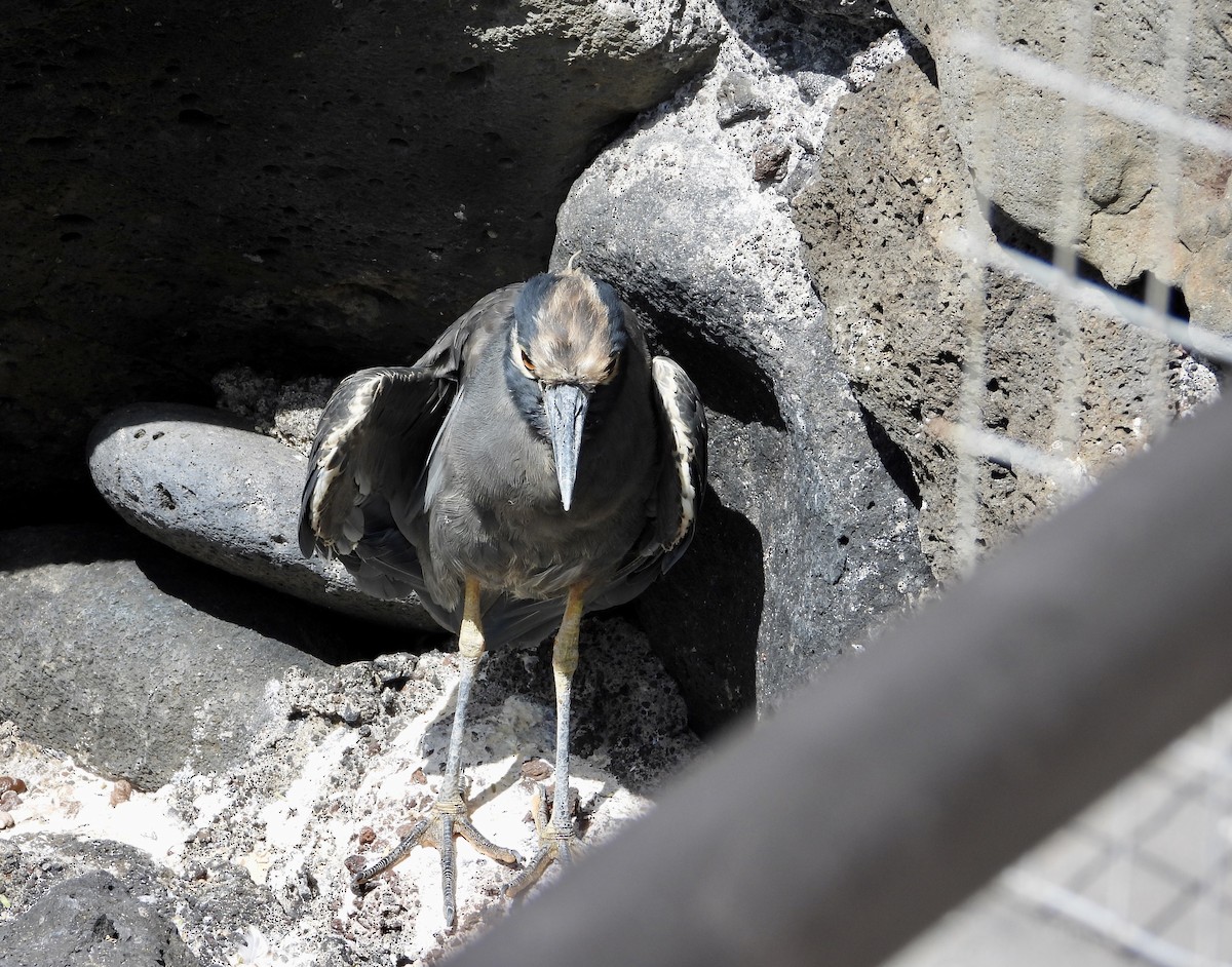 Yellow-crowned Night Heron - ML643802118