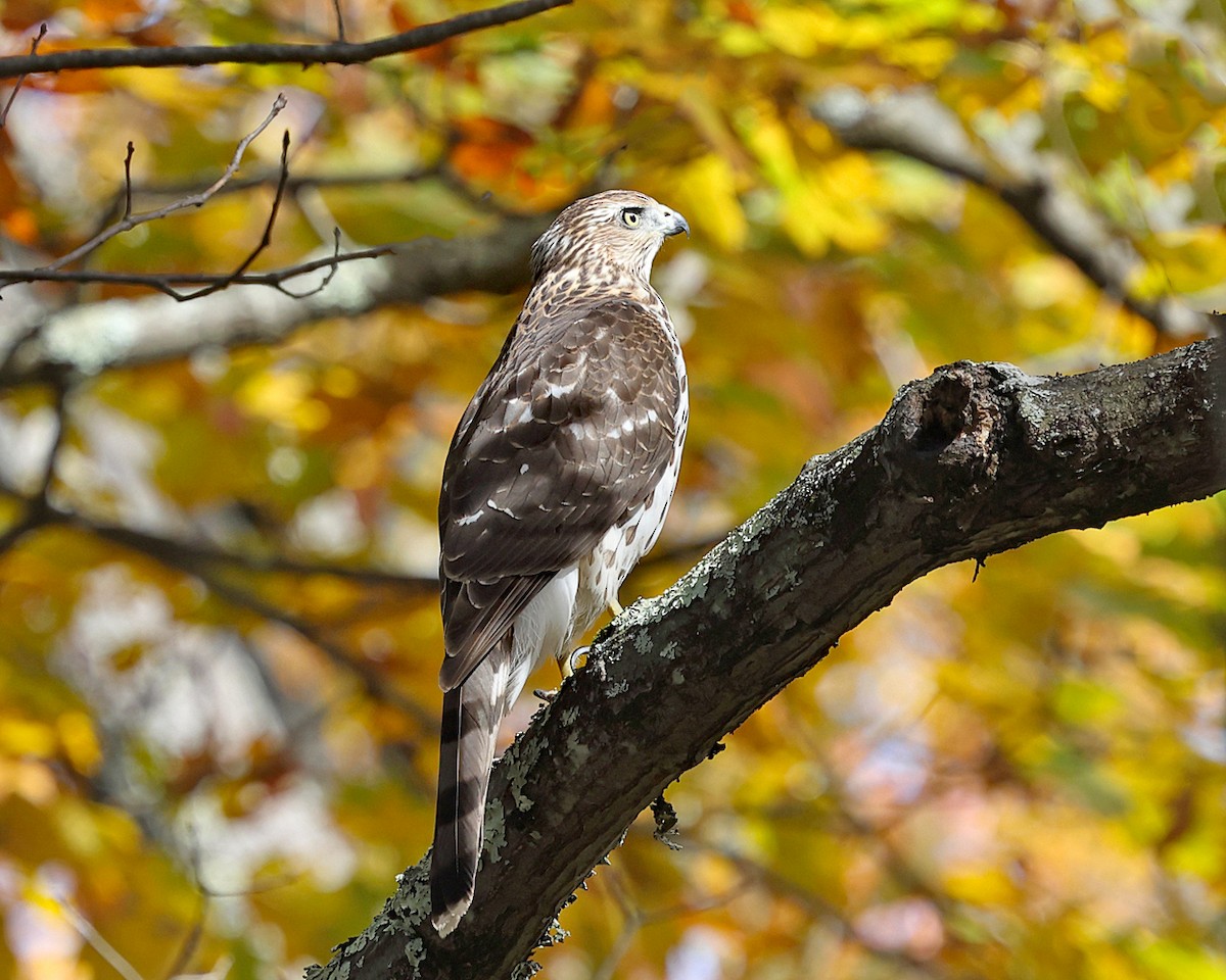 Cooper's Hawk - ML643802130