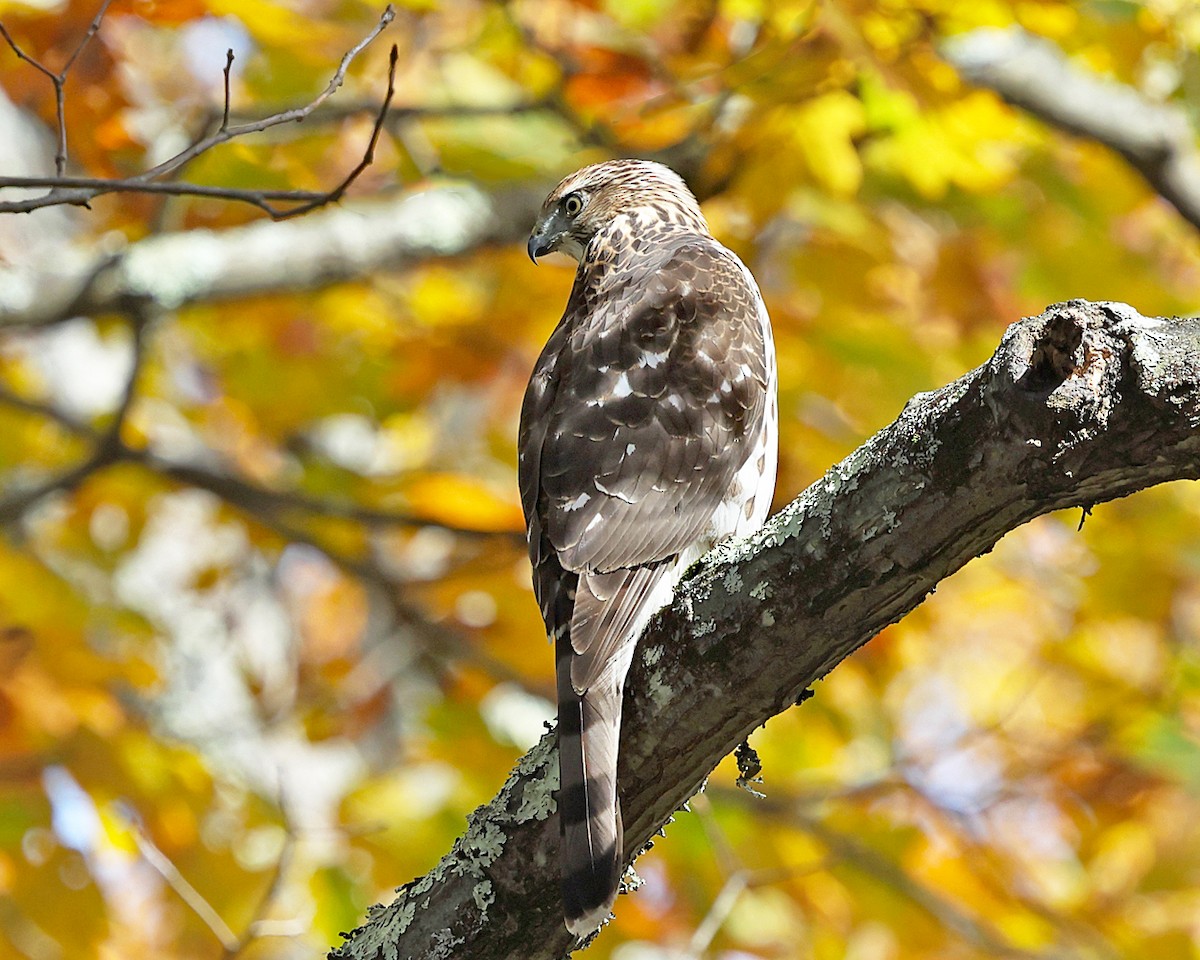 Cooper's Hawk - ML643802134