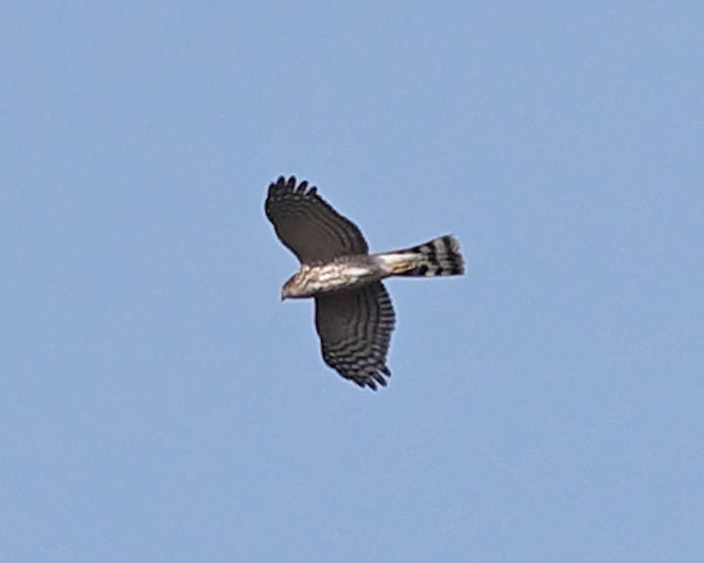 Sharp-shinned Hawk - ML643802136
