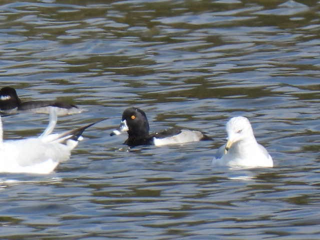 ringand - ML643802137