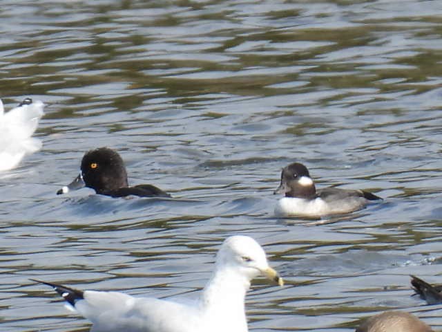 ringand - ML643802138