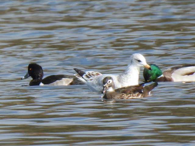 ringand - ML643802139