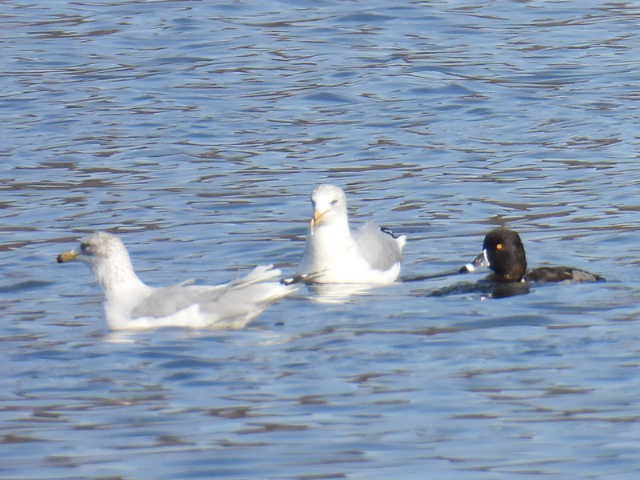 ringand - ML643802140