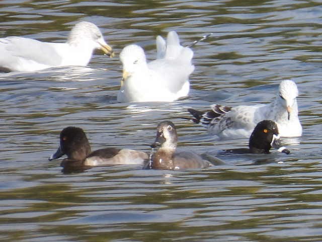 ringand - ML643802141