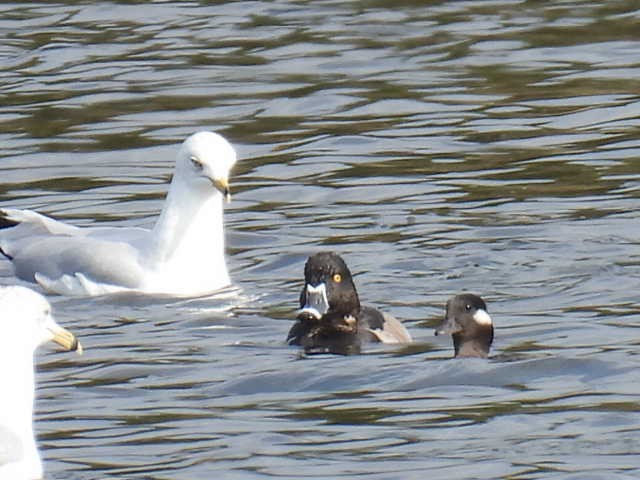 ringand - ML643802142