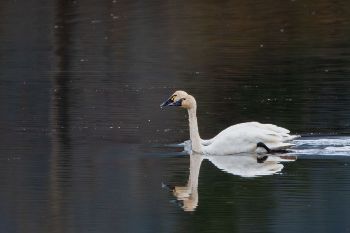Tundra Swan - ML643802145