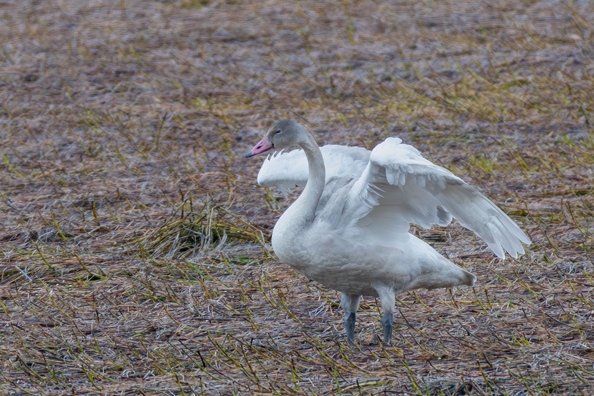 Tundra Swan - ML643802146