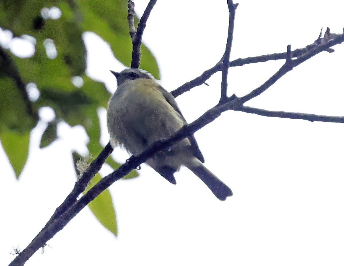 Tyranneau gobemoucheron - ML643802147