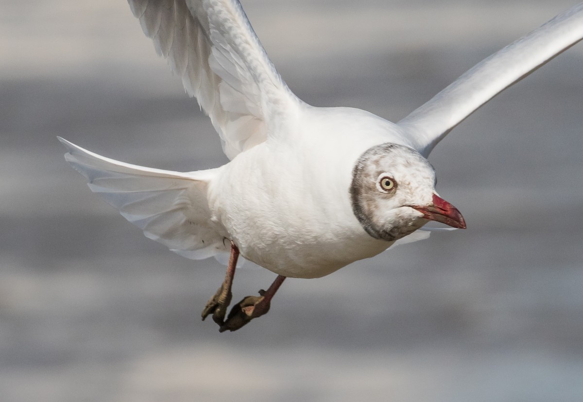 Brown-headed Gull - ML643802149