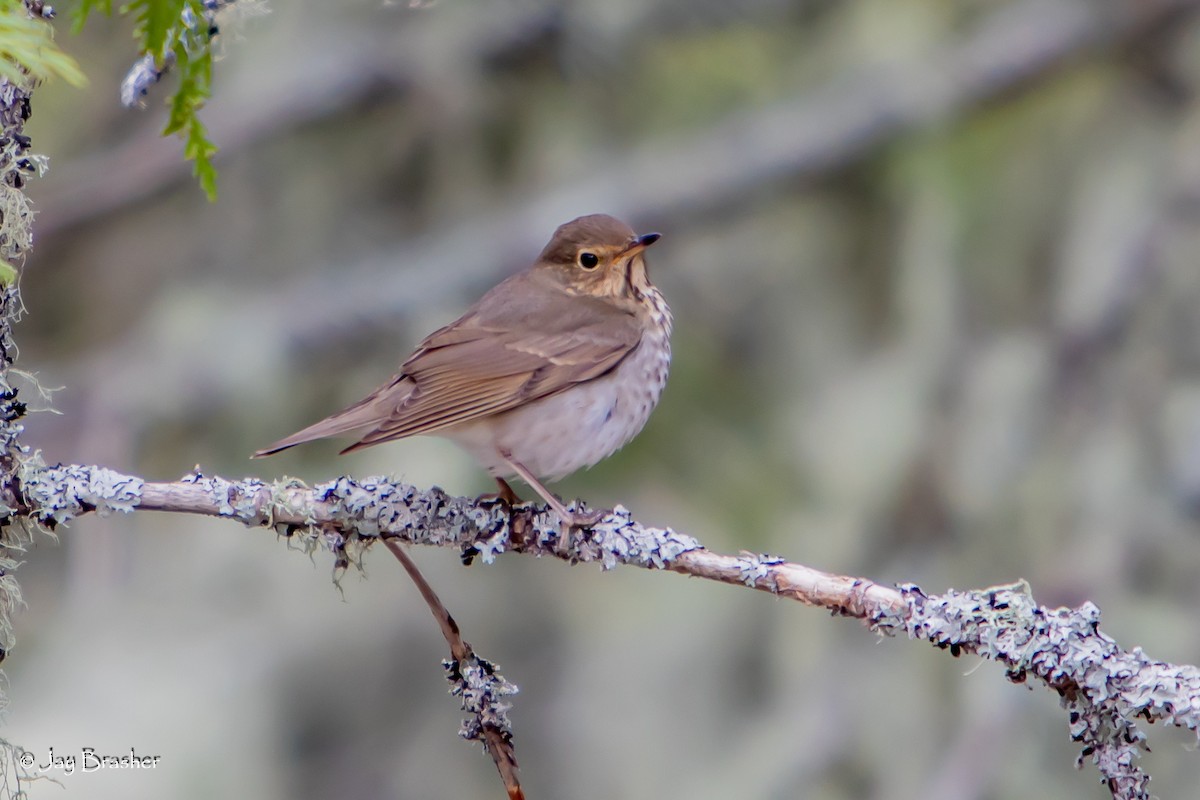 Grive à dos olive - ML643802156