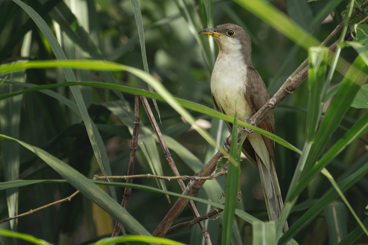 Yellow-billed Cuckoo - ML643802165