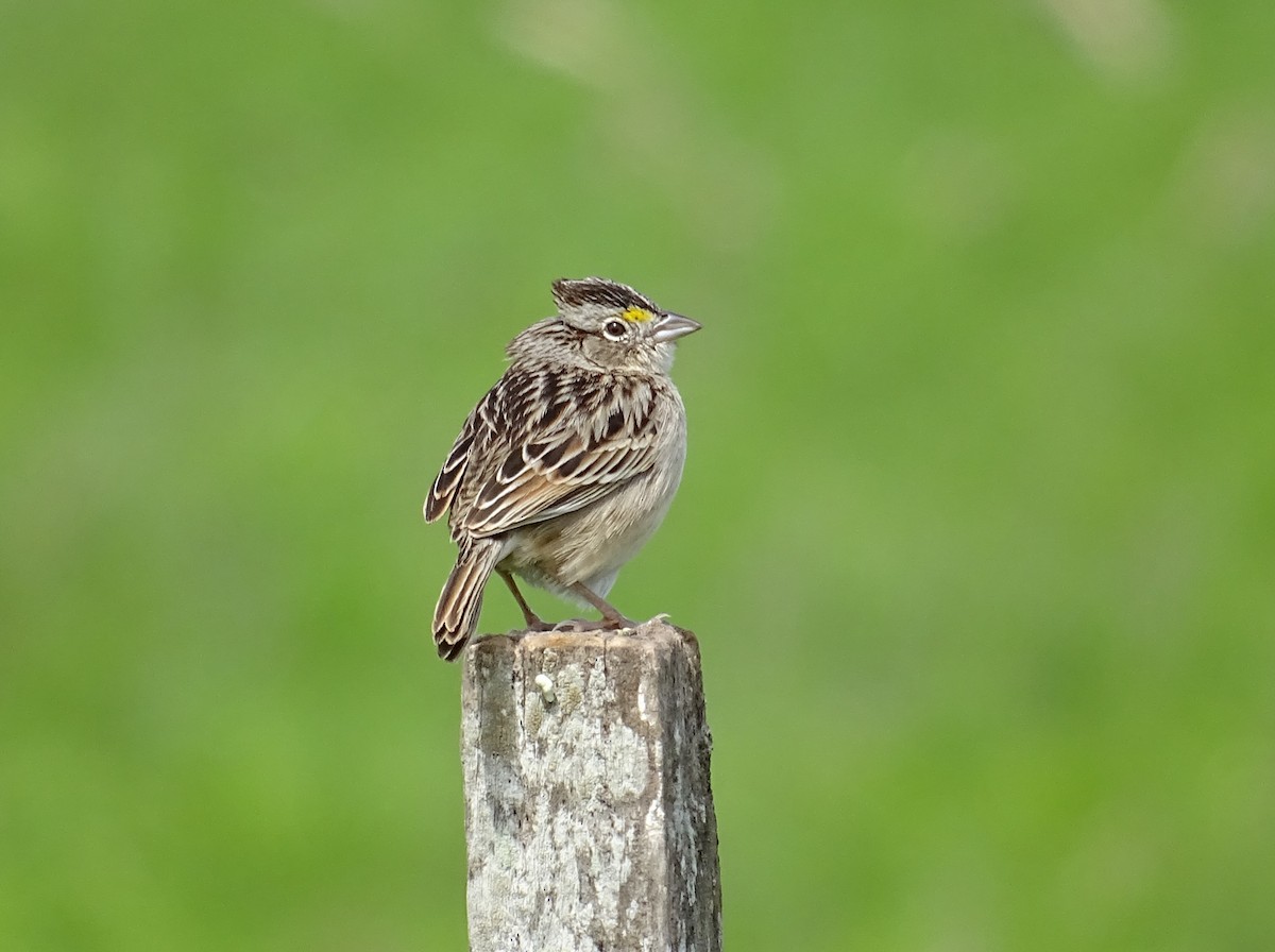 Grassland Sparrow - ML643802216