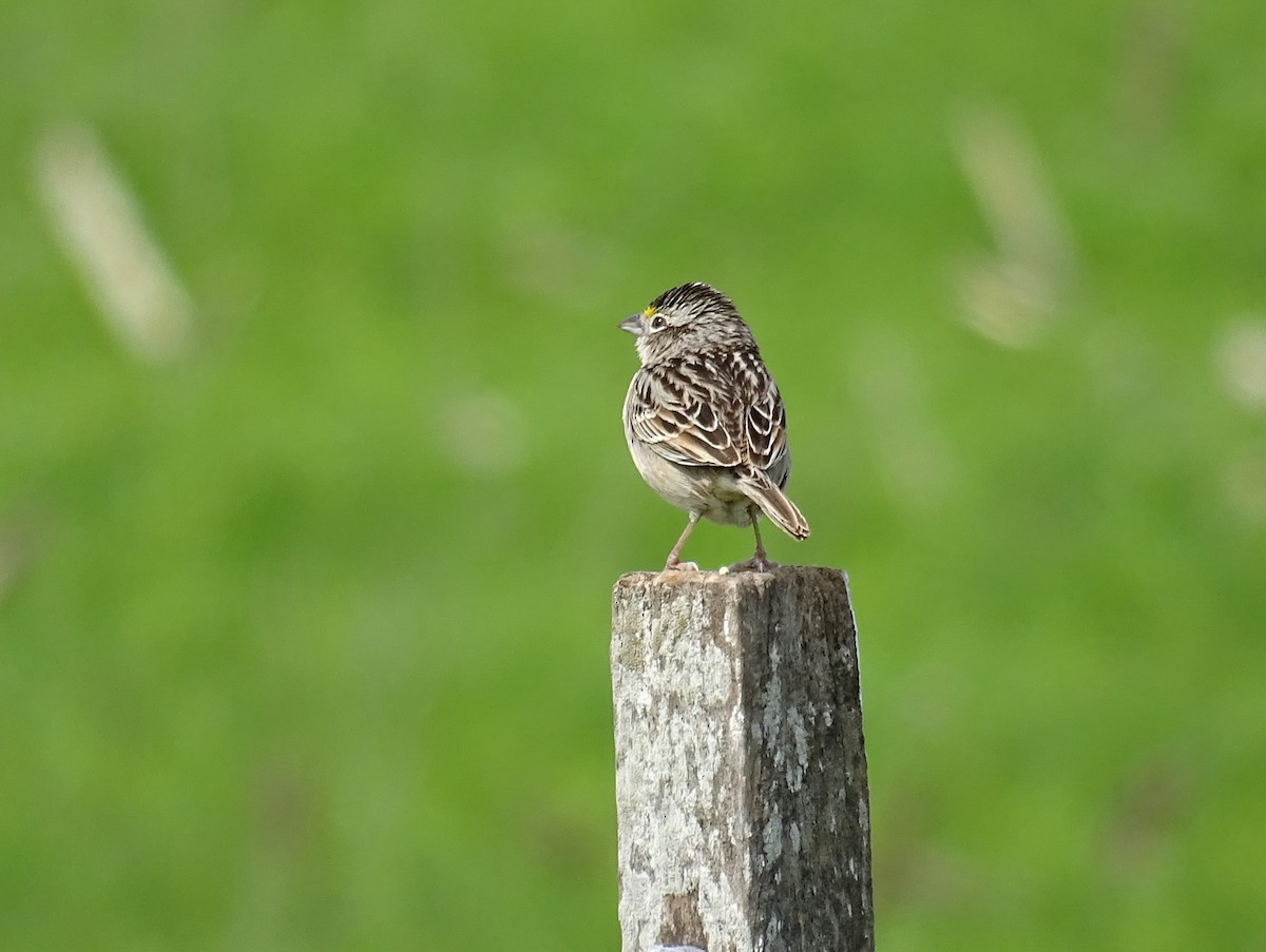 Grassland Sparrow - ML643802229