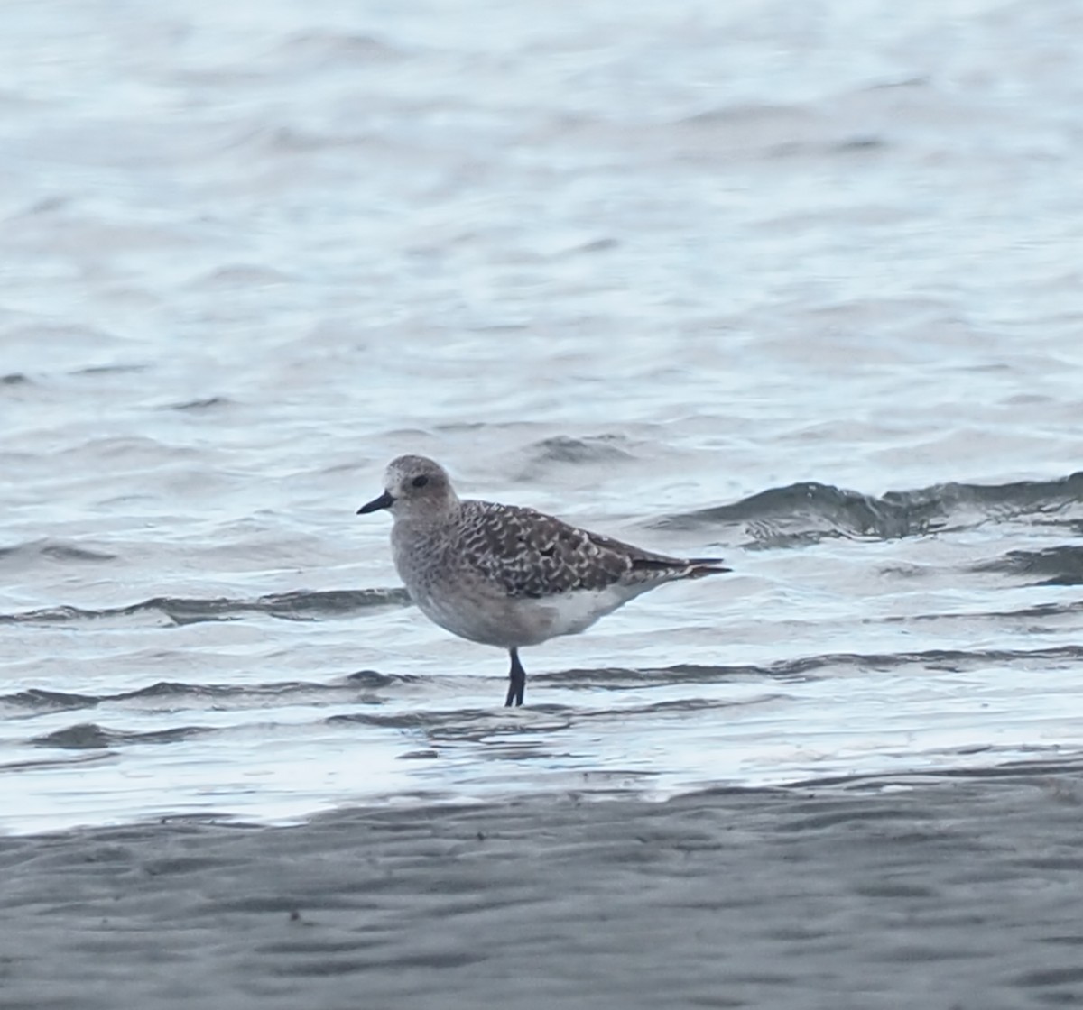 Black-bellied Plover - ML643802267