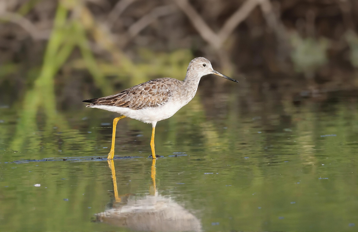 Greater Yellowlegs - ML643802297