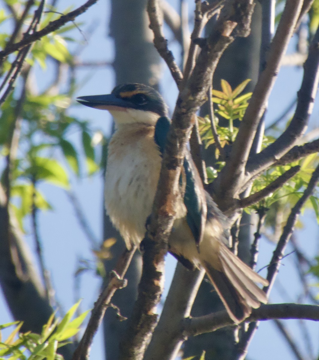 Sacred Kingfisher - ML643802300