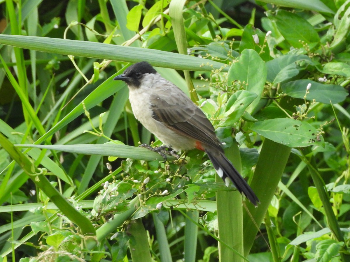 Bulbul Ventridorado - ML643802302