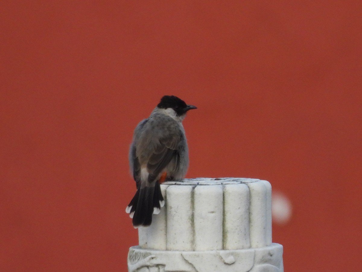 Bulbul Ventridorado - ML643802303
