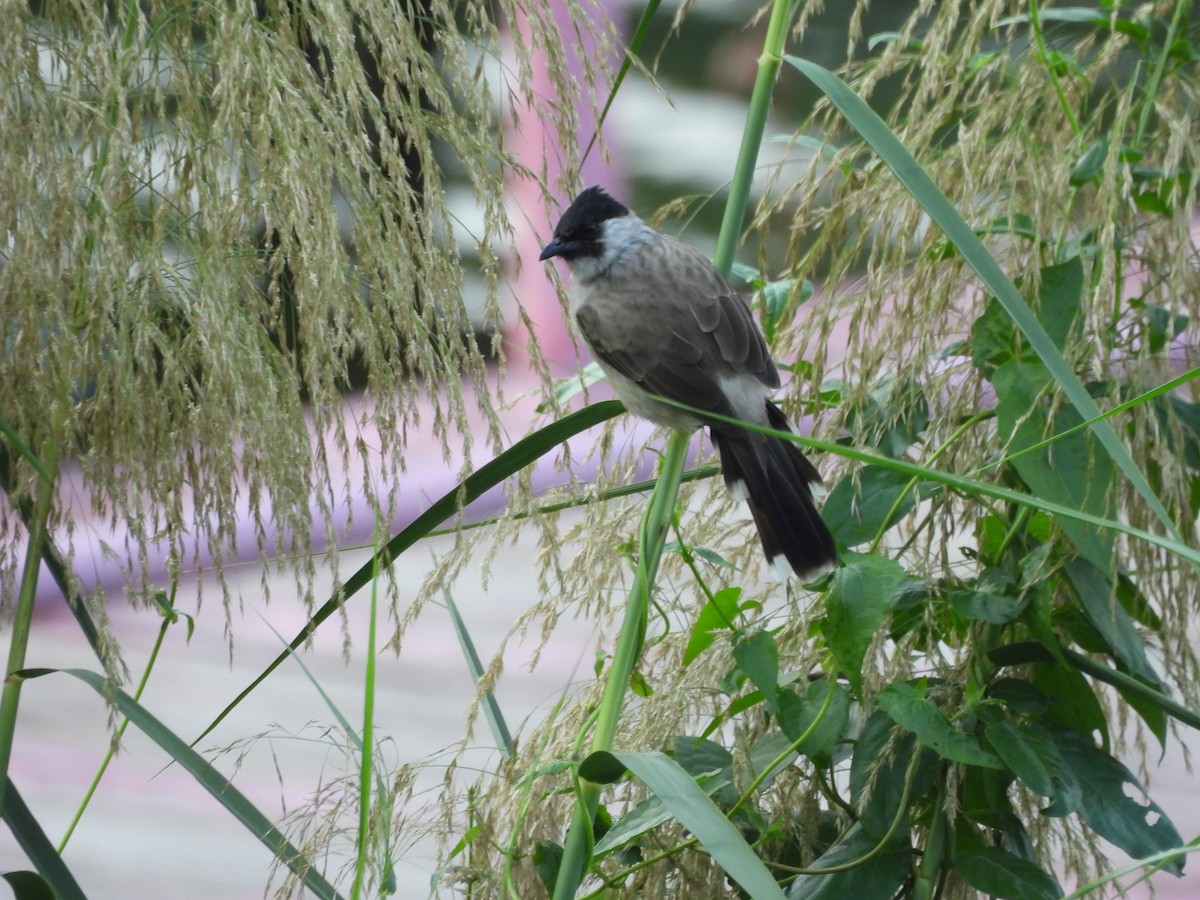Bulbul Ventridorado - ML643802304