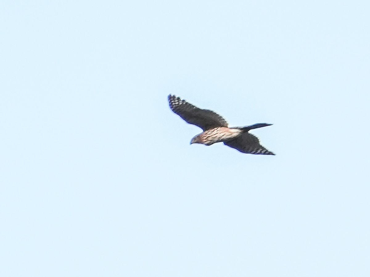 Sharp-shinned Hawk - ML643802323