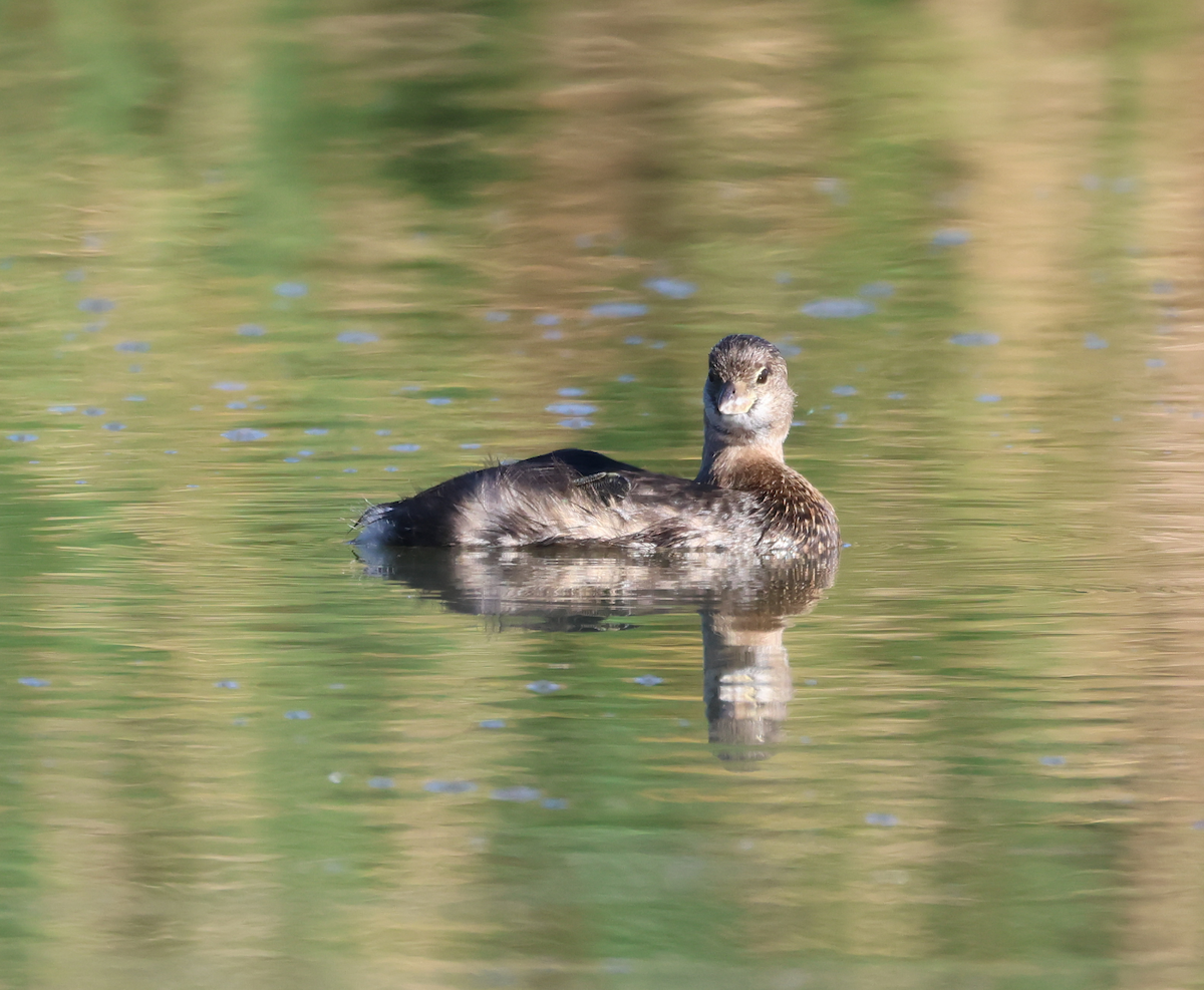 Pied-billed Grebe - ML643802325