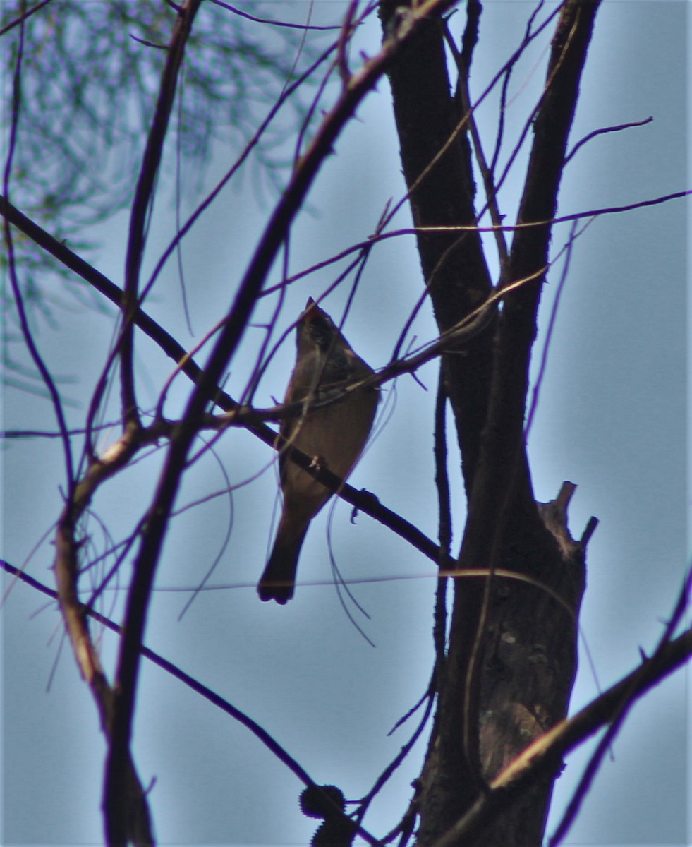 House Sparrow - ML643802327