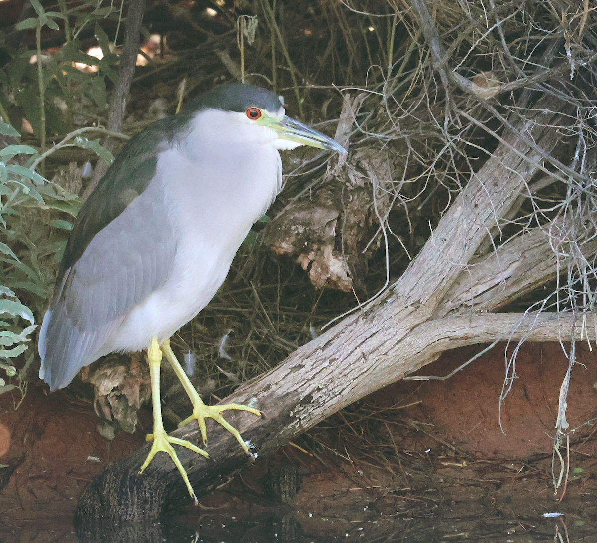 Black-crowned Night Heron - ML643802335