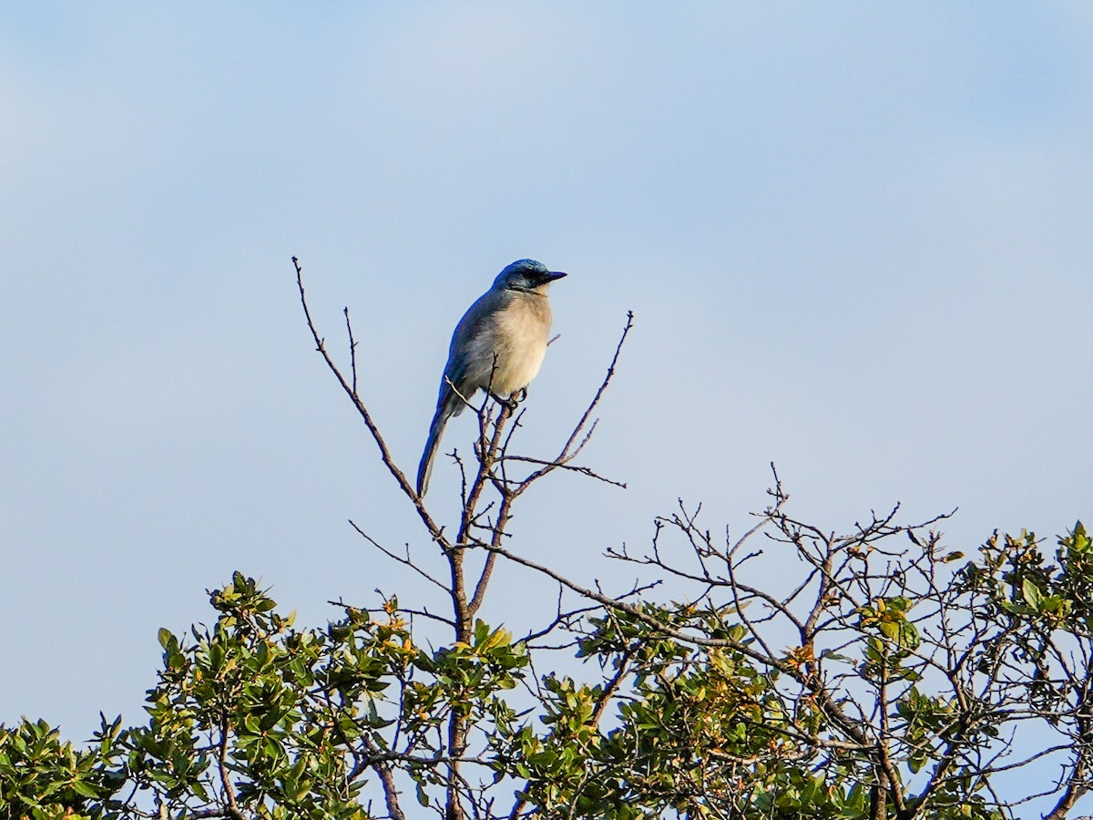 Mexican Jay - ML643802339