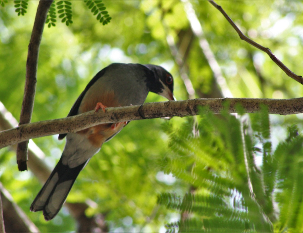 Western Red-legged Thrush - ML643802345