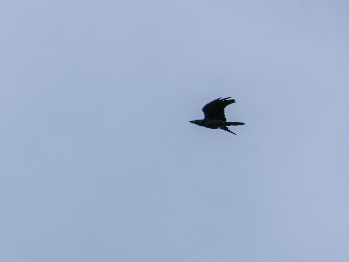 Grand Corbeau - ML643802346
