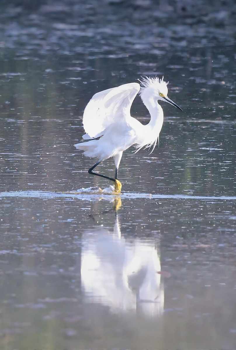 Snowy Egret - ML643802377
